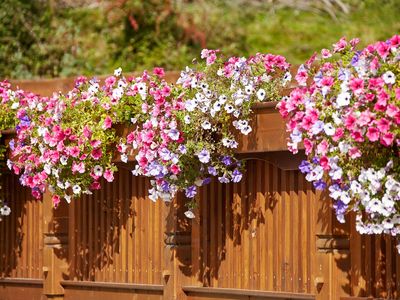 Farbenfrohe Balkonblumen