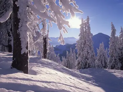 baeume_verschneit_hohe_salve_wilder_kaiser_1