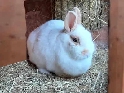 Kaninchen Lise