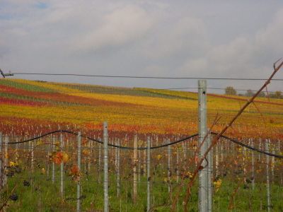 Sommerachs Weinberge im Herbst