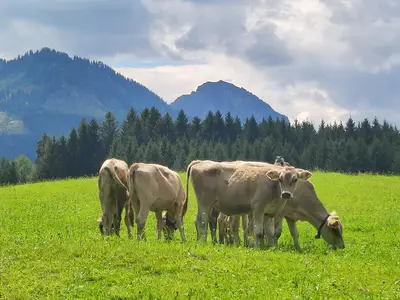 Sonnenköpfe mit Kälbchen