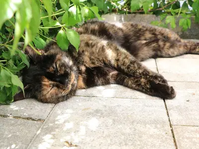 Unsere Katze Therese