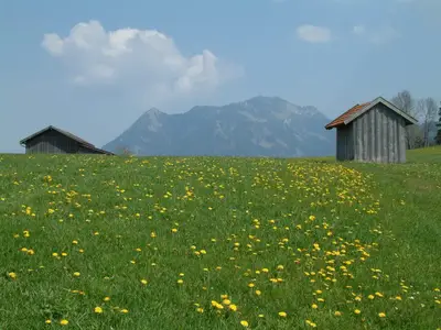 Löwenzahnblüte