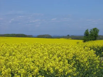 Rapsfelder im Mai