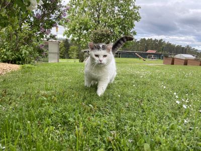 Katze im Garten