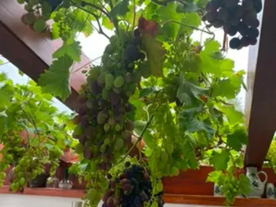 Weinlaube