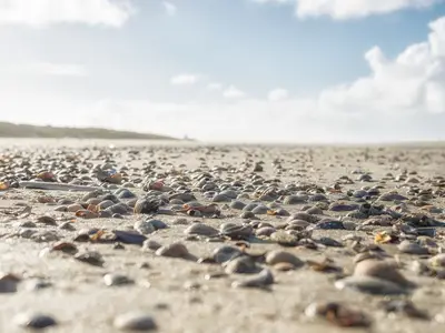 Ferienwohnung für 3 Personen (48 m²) in Spiekeroog 8/10