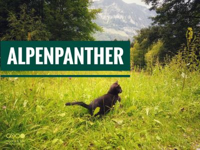 Alpenpanther