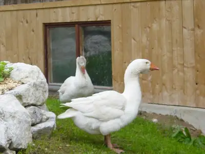 Ferienwohnung für 5 Personen (60 m²) in Spital am Pyhrn 9/10