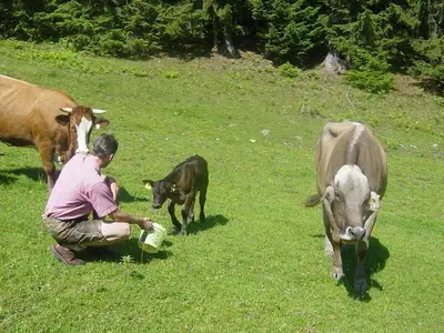 Ferienwohnung für 5 Personen (60 m²) in Spital am Pyhrn 10/10
