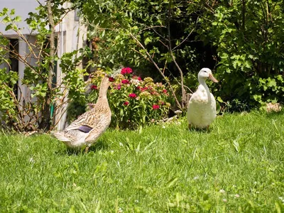 Tante Emma beim sonnen