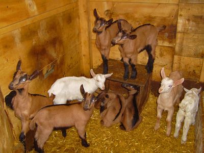 Ziegen im Stall (Januar - Mai)