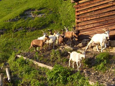 Ziegen vom Hof auf der Sommerweide