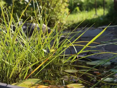 Impression Garten