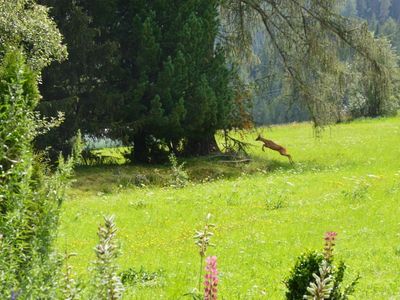 Unser Reh Kauli ist zu Besuch