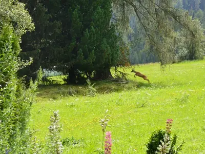 Unser Reh Kauli ist zu Besuch