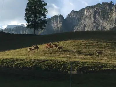Urlaub am Bauernhof St. Johann in Tirol