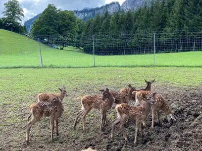 Berghof Haselsberger St. Johann in Tirol