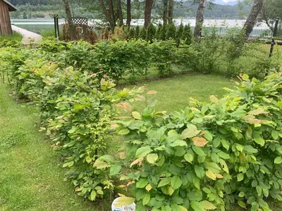 Ferienwohnung für 5 Personen (45 m²) in St.Kanzian am Klopeiner See 7/10