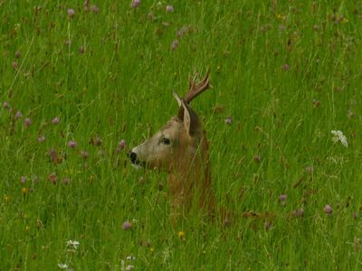 Direkte Umgebung des Objekts. Besuch aus dem Wald