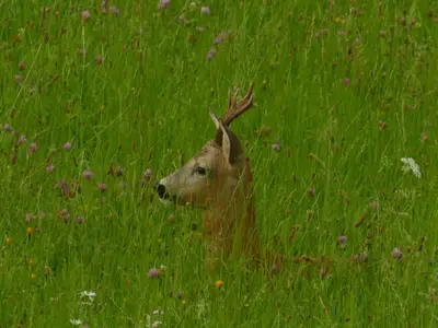 Direkte Umgebung des Objekts. Besuch aus dem Wald