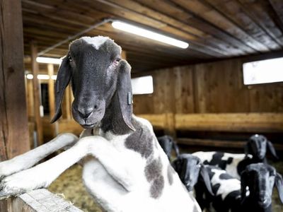 Ferienwohnung für 2 Personen (45 m²) in St. Leonhard im Pitztal 7/10