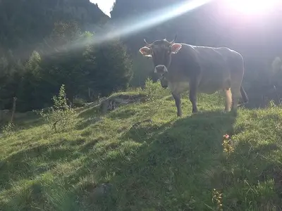 Ferienwohnung für 8 Personen (50 m²) in St. Leonhard im Pitztal 10/10
