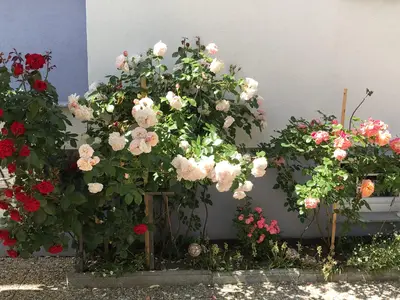 Rosen - Kopie - Kopie (2)