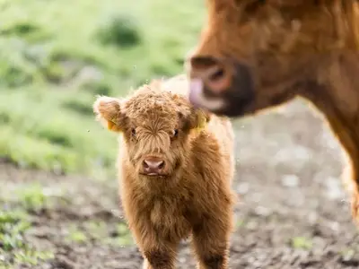 Ferienwohnung für 4 Personen (60 m²) in Mondsee 9/10