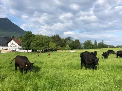 Ferienwohnung für 3 Personen (20 m²) in Mondsee 1/10
