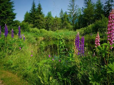 Lupinien Teich - verkleinert für deskline