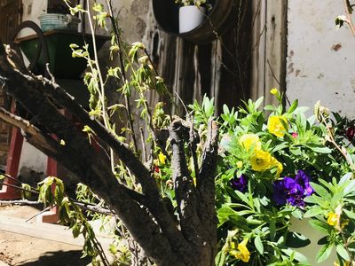 Blumen Stall Blumen Stall