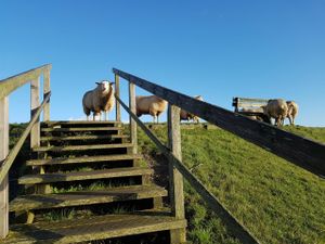 19209139-Ferienwohnung-2-St. Peter-Ording-300x225-2