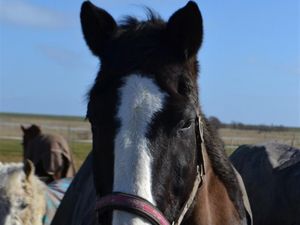 19326019-Ferienwohnung-3-St. Peter-Ording-300x225-3