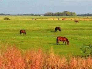 19209159-Ferienwohnung-5-St. Peter-Ording-300x225-3