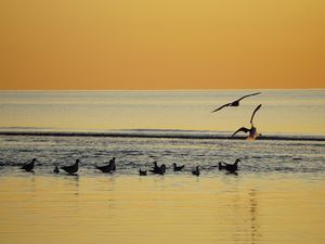 21990471-Ferienwohnung-4-St. Peter-Ording-300x225-5