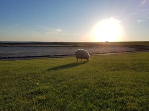 18587716-Ferienwohnung-5-St. Peter-Ording-300x225-3