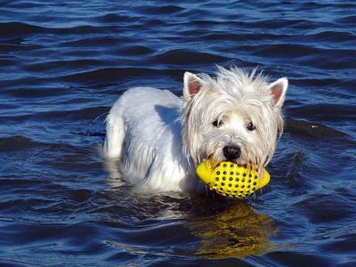 st-peter-ording_ferienwohnung_hund_nordsee_urlaub_