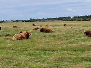 23920395-Ferienwohnung-4-St. Peter-Ording-300x225-4