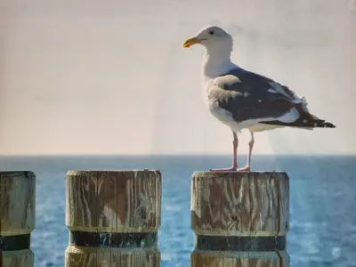 Ferienwohnung für 4 Personen (42 m²) in St. Peter-Ording 4/10