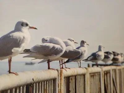 Ferienwohnung für 4 Personen (42 m²) in St. Peter-Ording 8/10