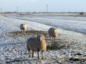 21736679-Ferienwohnung-2-St. Peter-Ording-300x225-3