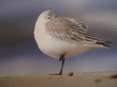 Strandlöper