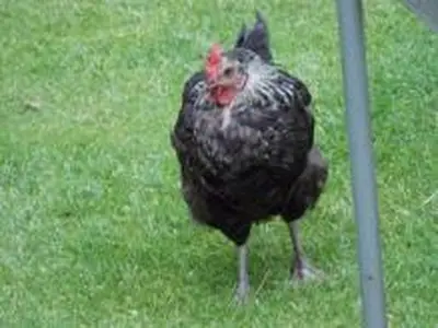 Tiere auf dem Hof Bild 3