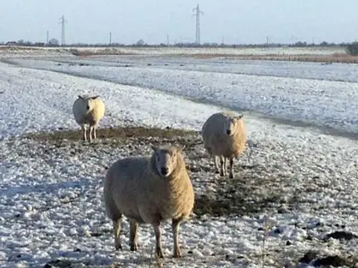 Ferienwohnung für 2 Personen (38 m²) in St. Peter-Ording 2/10