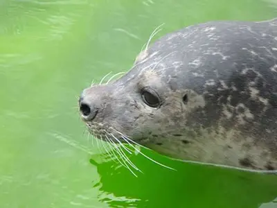 Ferienwohnung für 2 Personen (33 m²) in St. Peter-Ording 6/10