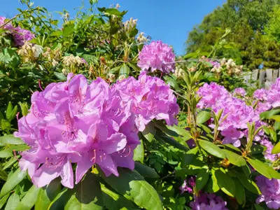 Ferienwohnung für 2 Personen (14 m²) in St. Peter-Ording 5/10