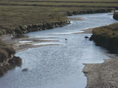 Saebelschnaebler auf Nahrungssuche