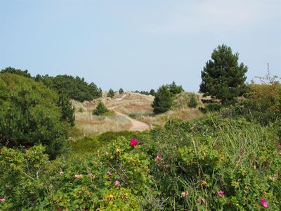 Blick auf die Dünen