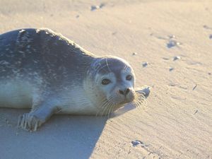 18588377-Ferienwohnung-6-St. Peter-Ording-300x225-1